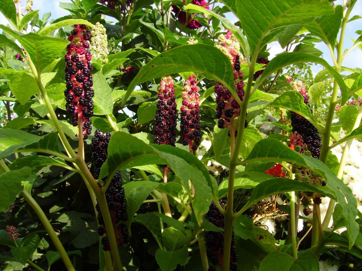 Лаконос американский