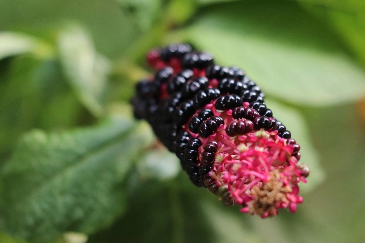 Phytolacca Americana