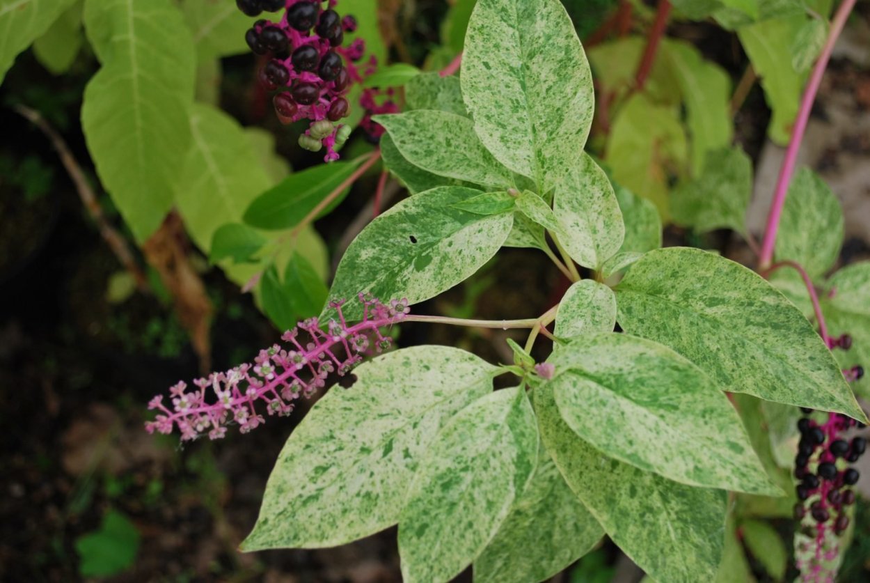 Лаконос американский фитолакка