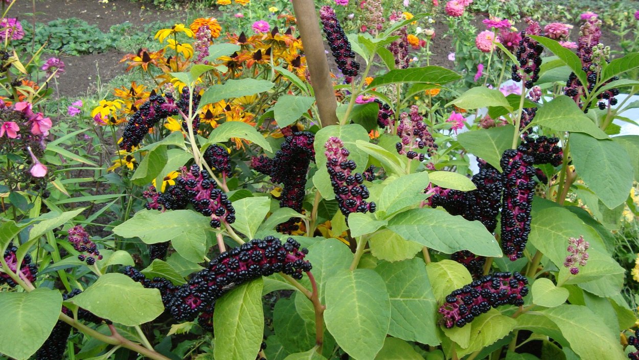 Лаконос куст