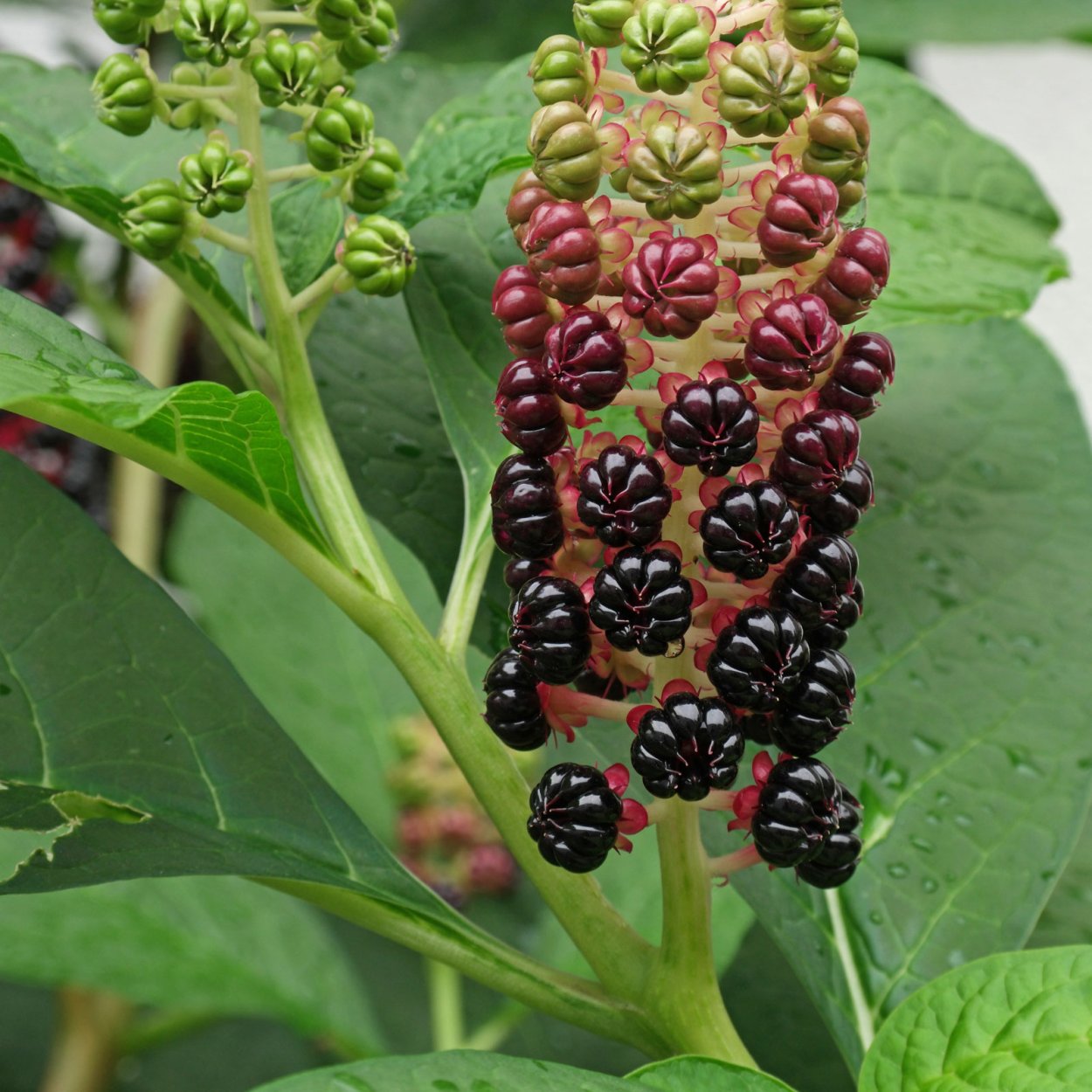 Фитолакка (Phytolacca Americana)