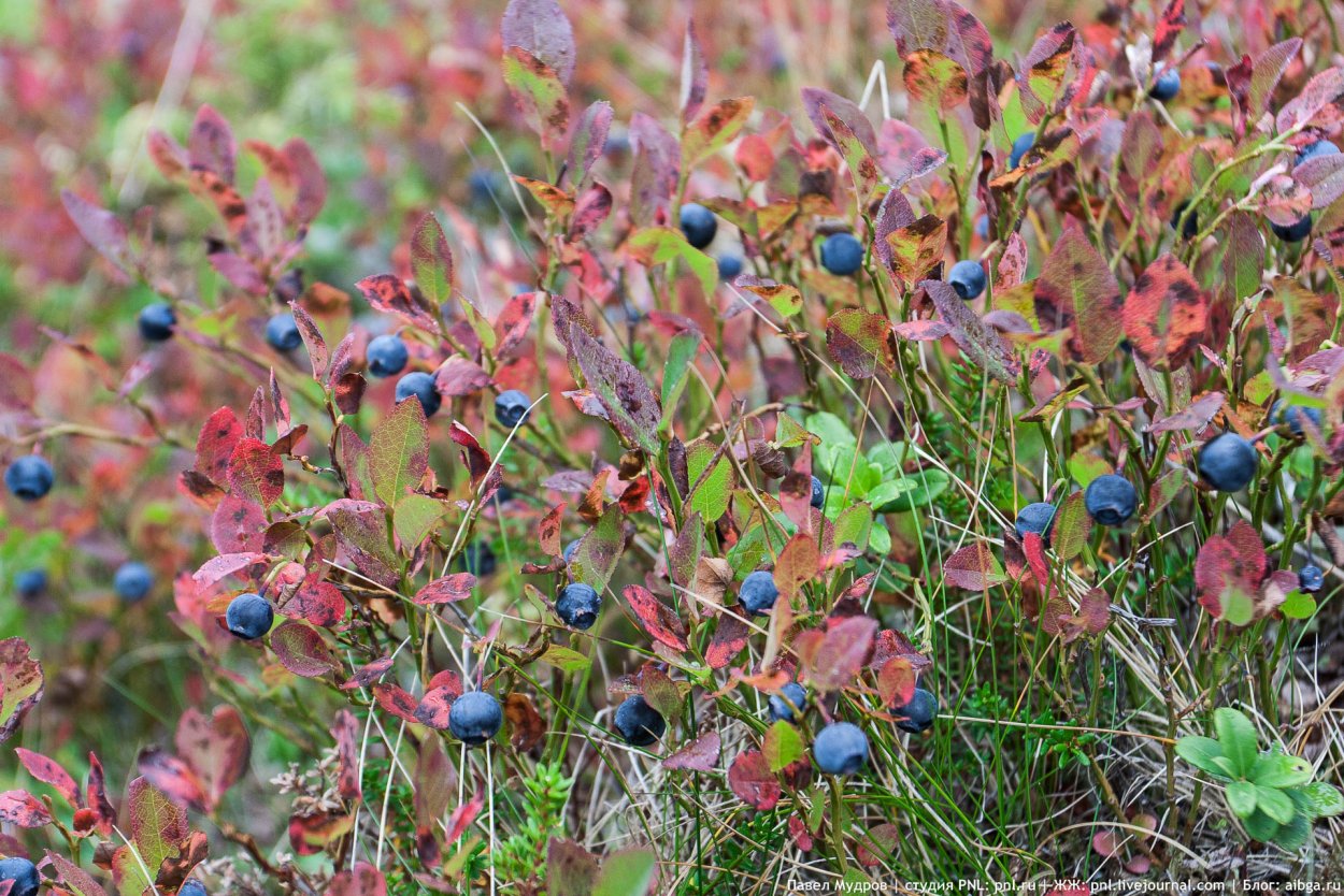 Черника Высокогорная