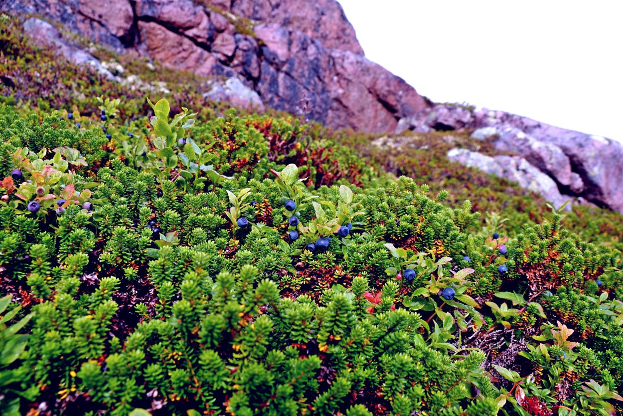 Черника Мурманск