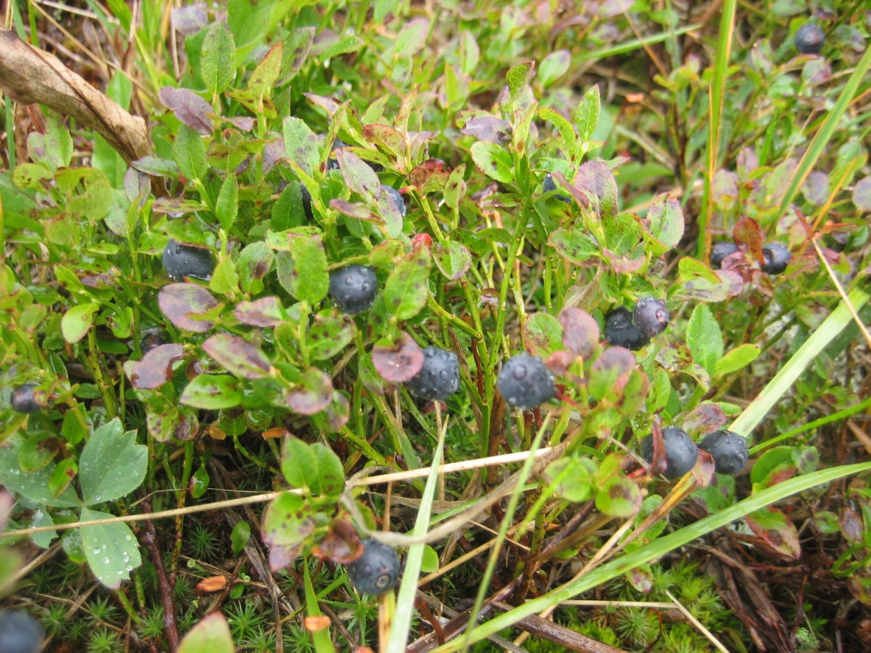 Черника Высокогорная