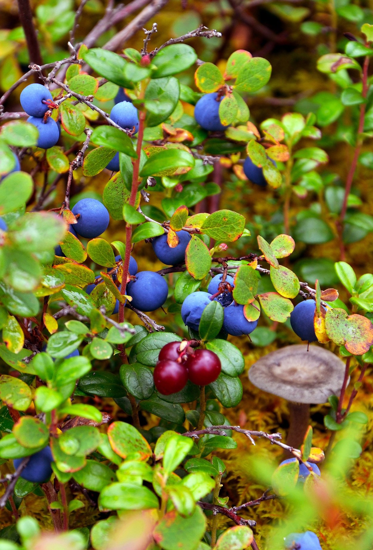 Тундровая голубика