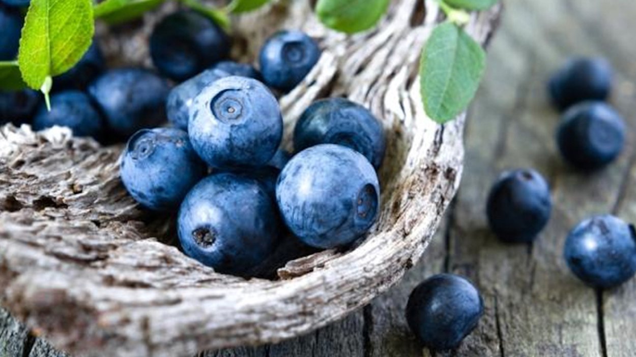 Голубика Садовая Bluegold