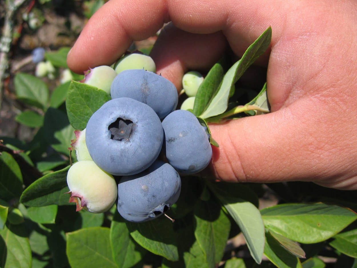 Голубика Африкан Блю