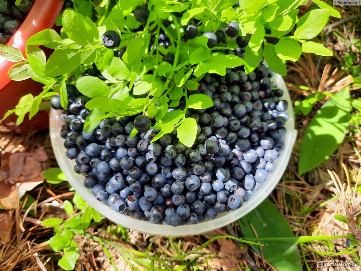 Черника форте ягода