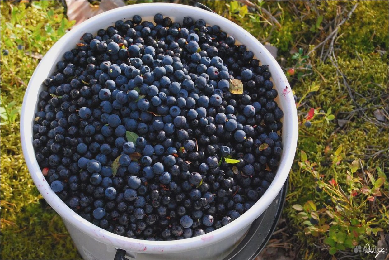 Голубика в Карелии