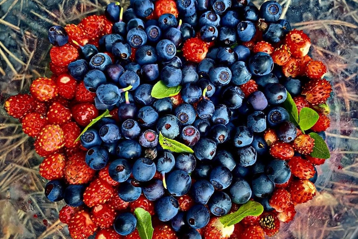 Голубика в тундре