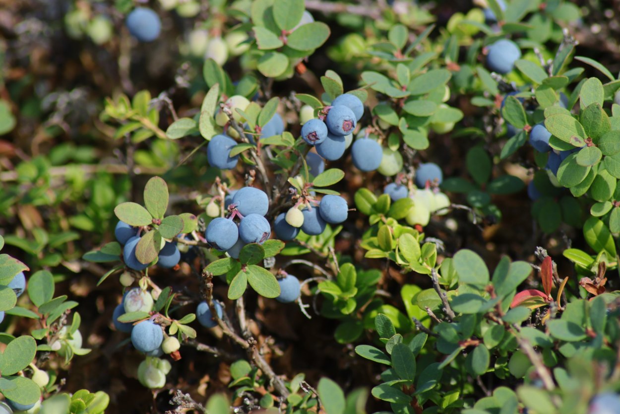 Водяника шикша
