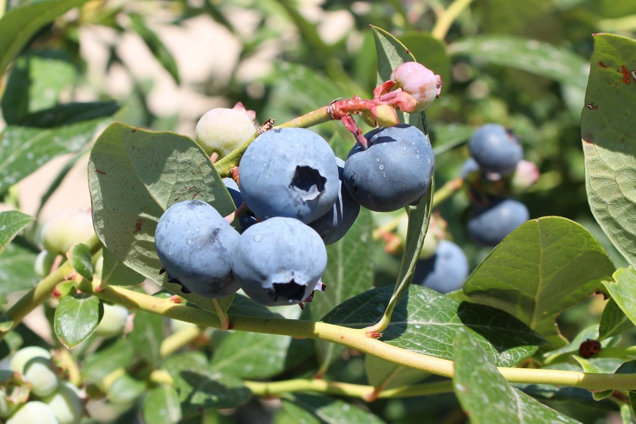 Лесные ягоды голубика