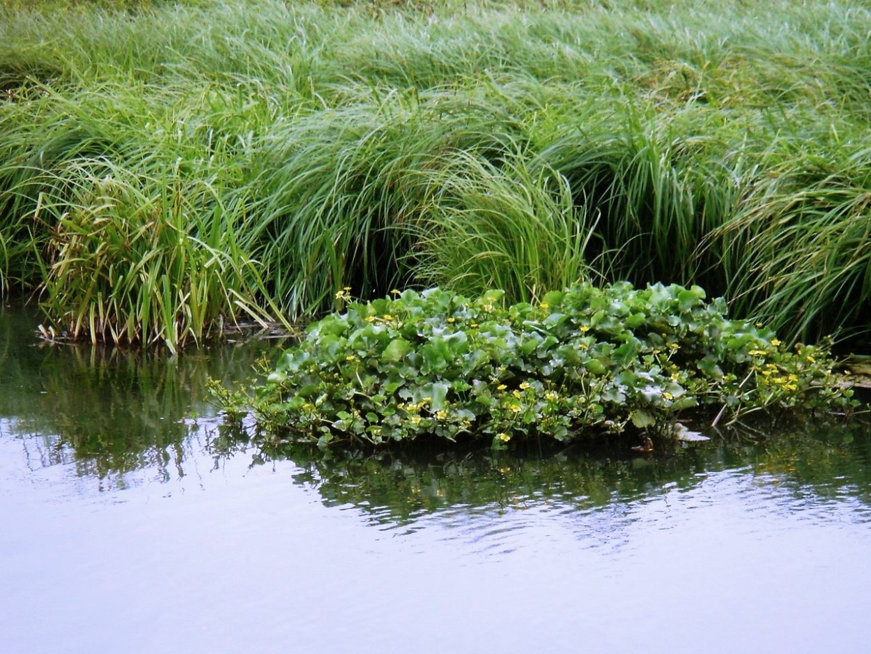 Болотные растения гепофиты