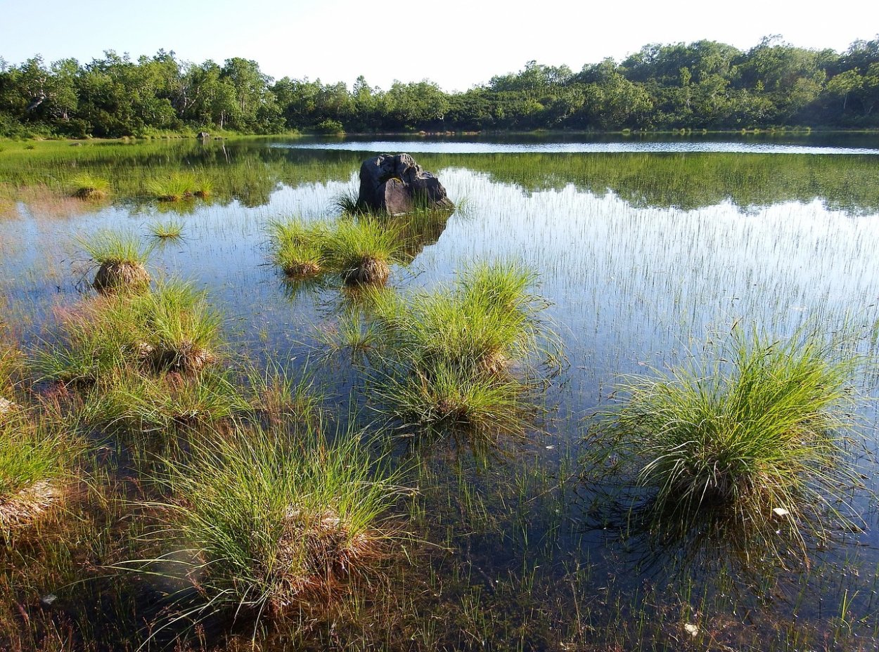 Волосатые Кочки на болоте