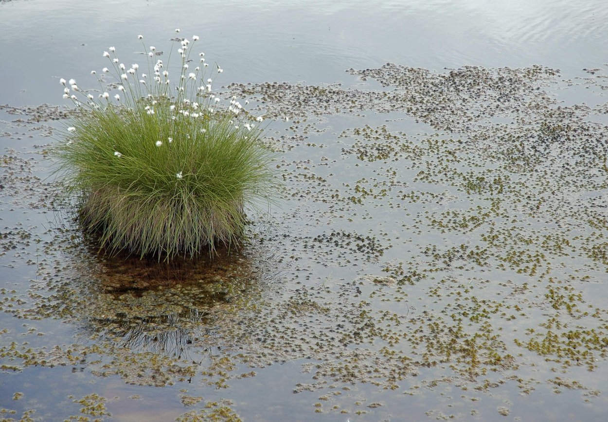 Болотные травяные Кочки