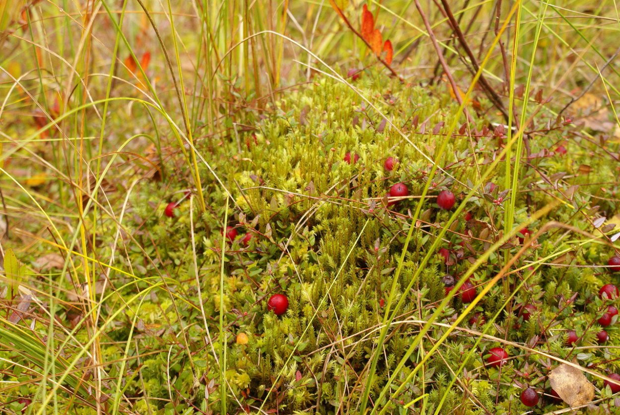 Болото Веретинский мох