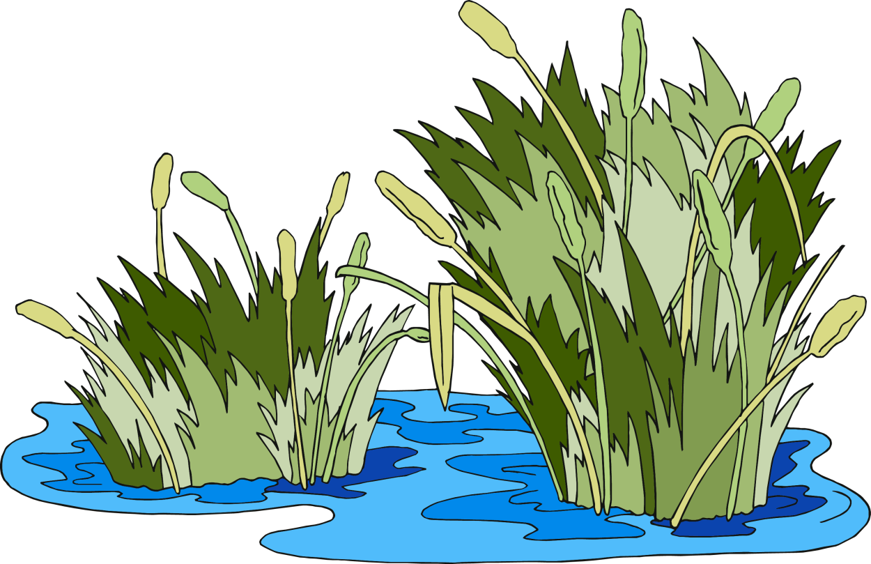 Болото с кочками