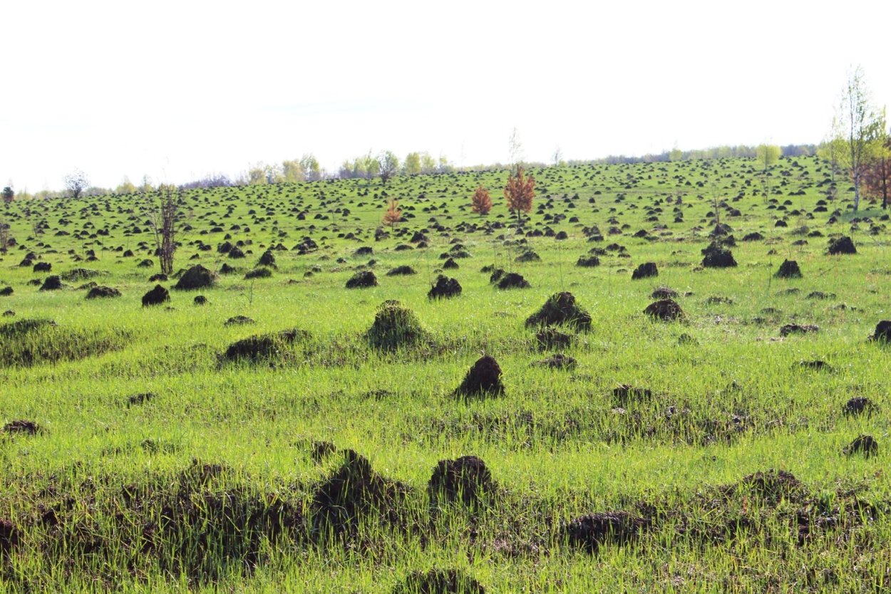 Холм мультяшный