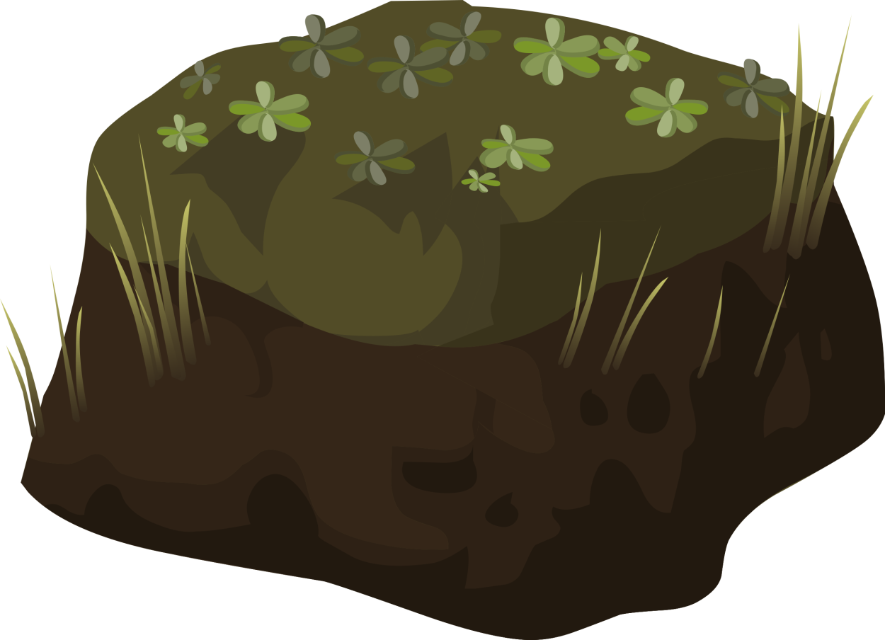 Кочки в природе