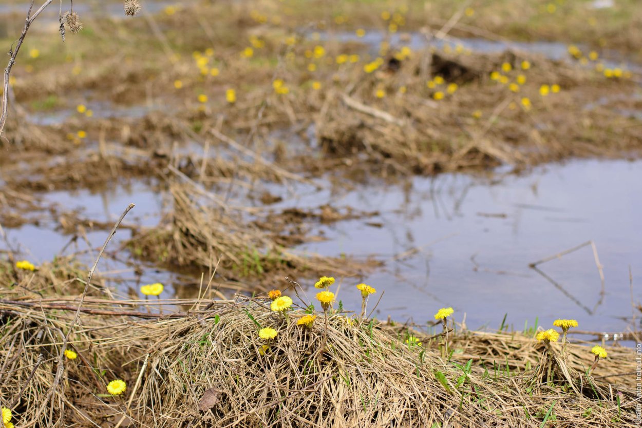 Осока Маккензи