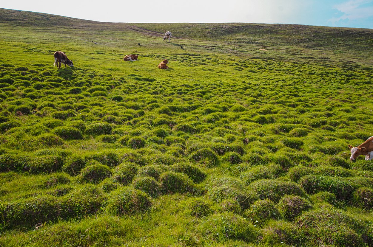 Дарвинский заповедник торфяные острова