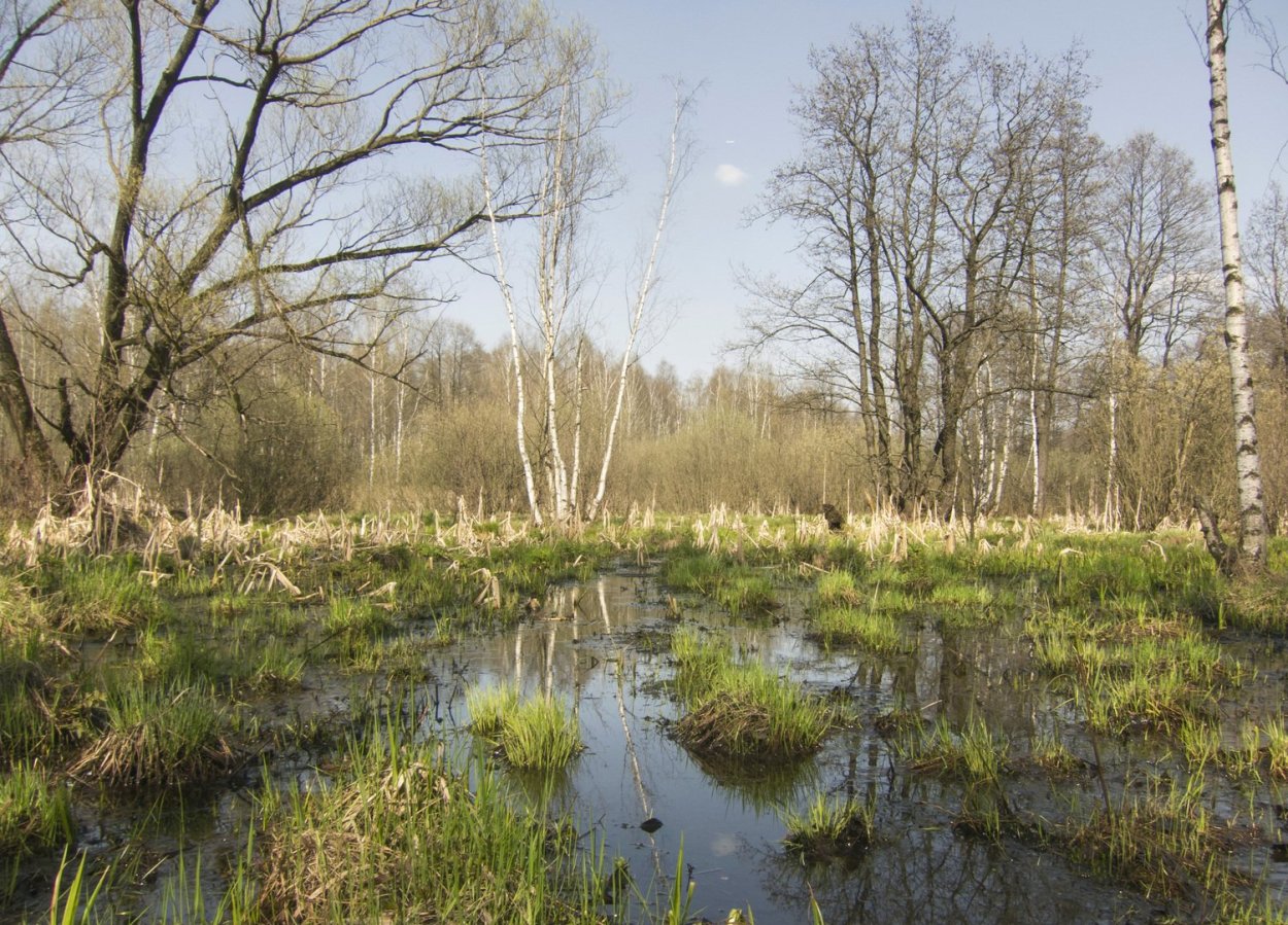 Болото Эндла