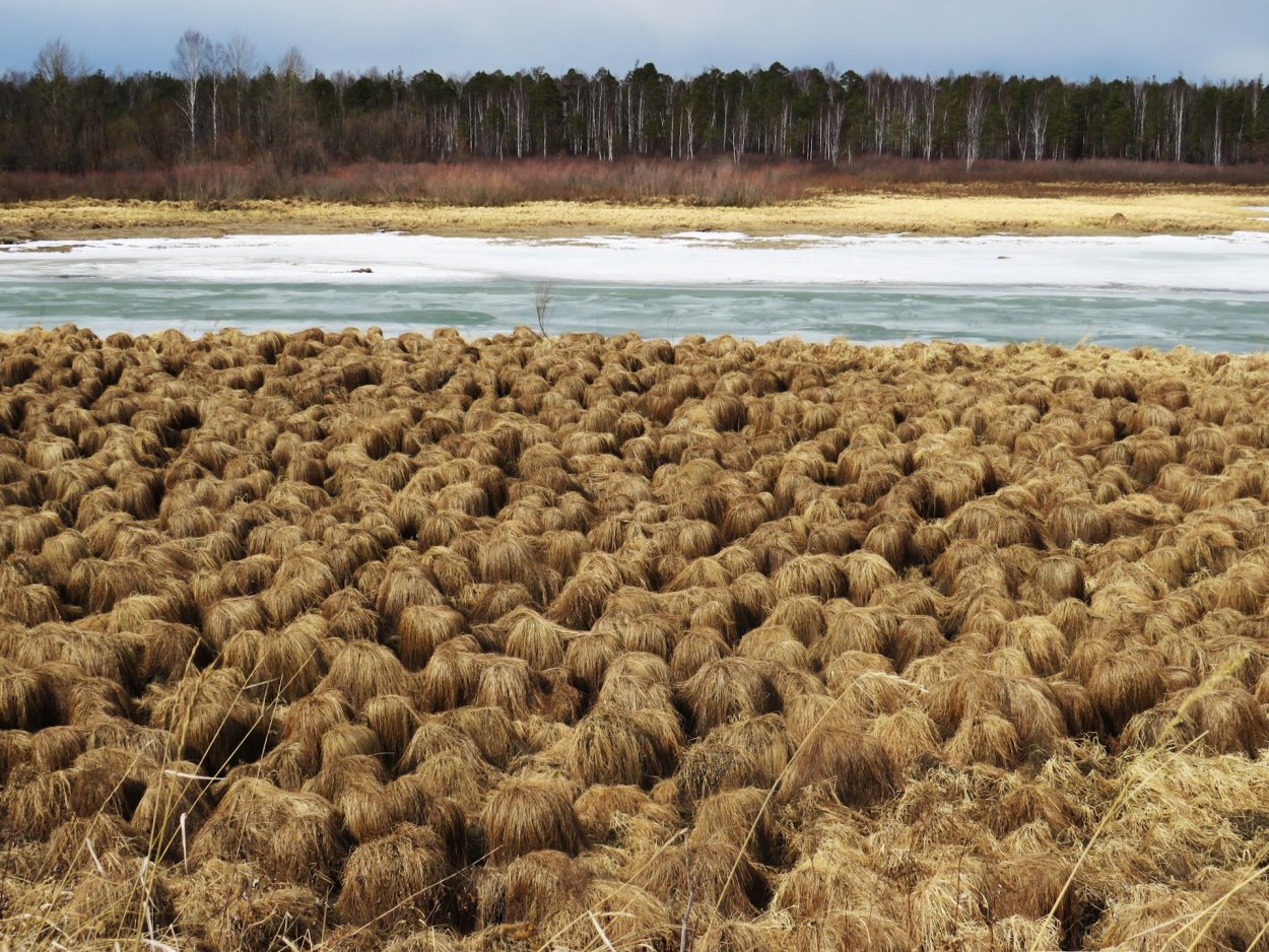 Болотная кочка с ягодами
