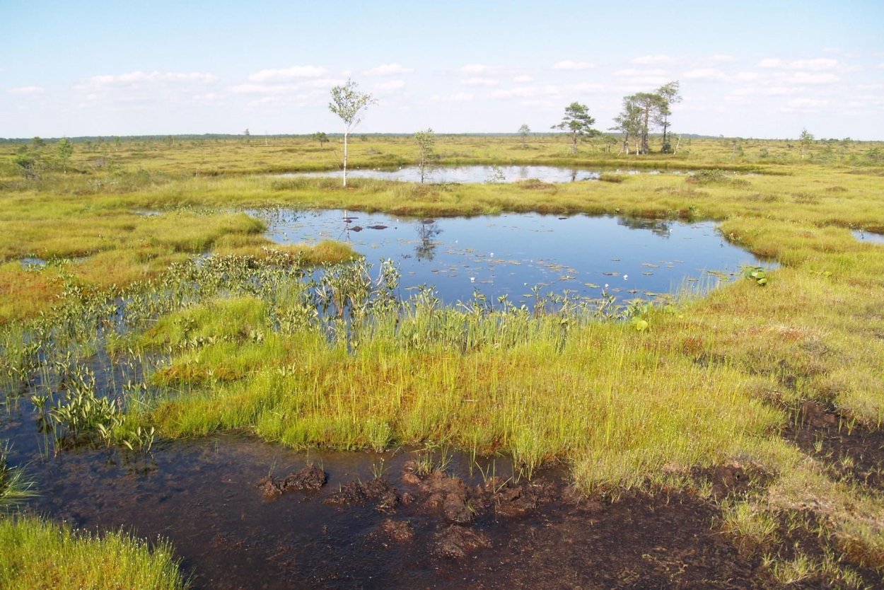 Кочки на болоте