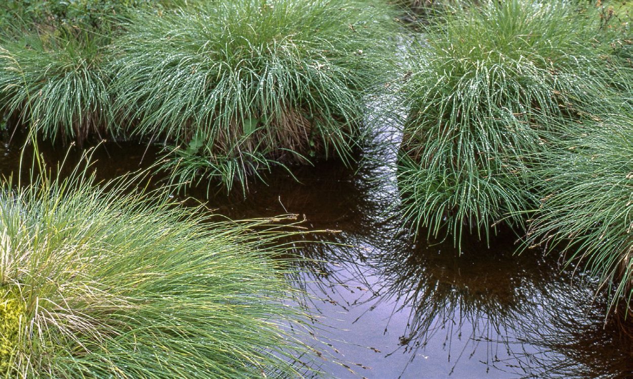 Растение болотные Кочки