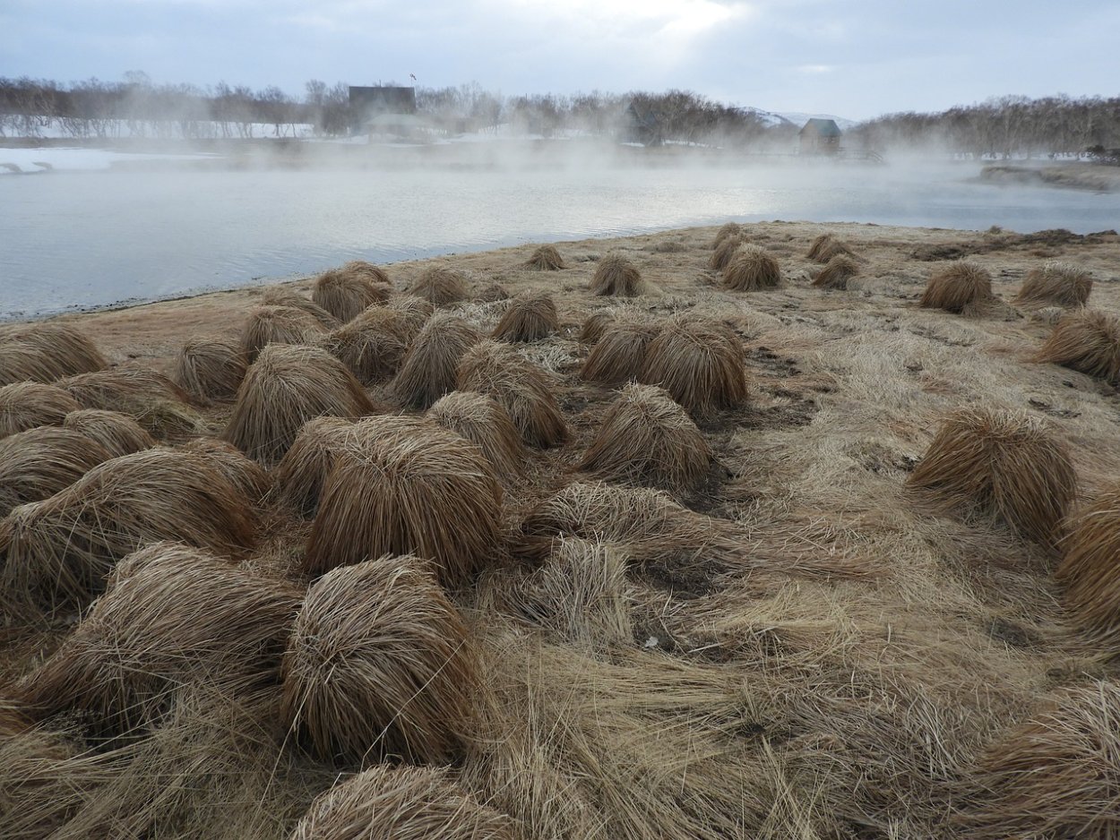 Растение болотные Кочки