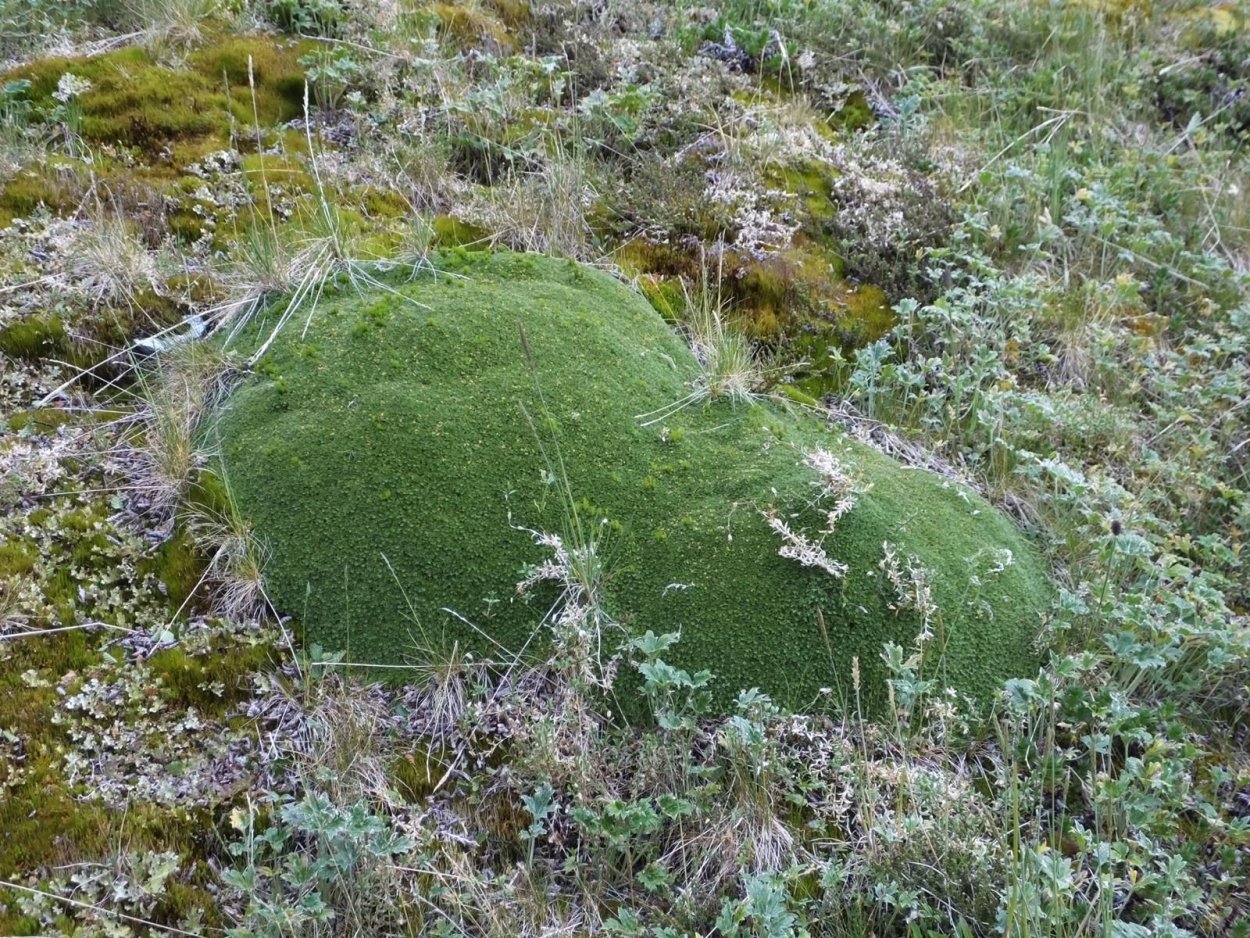 Кочкарник Забайкальский