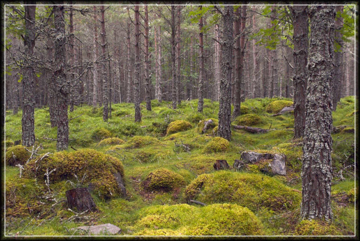 Болото трясина Топь летом