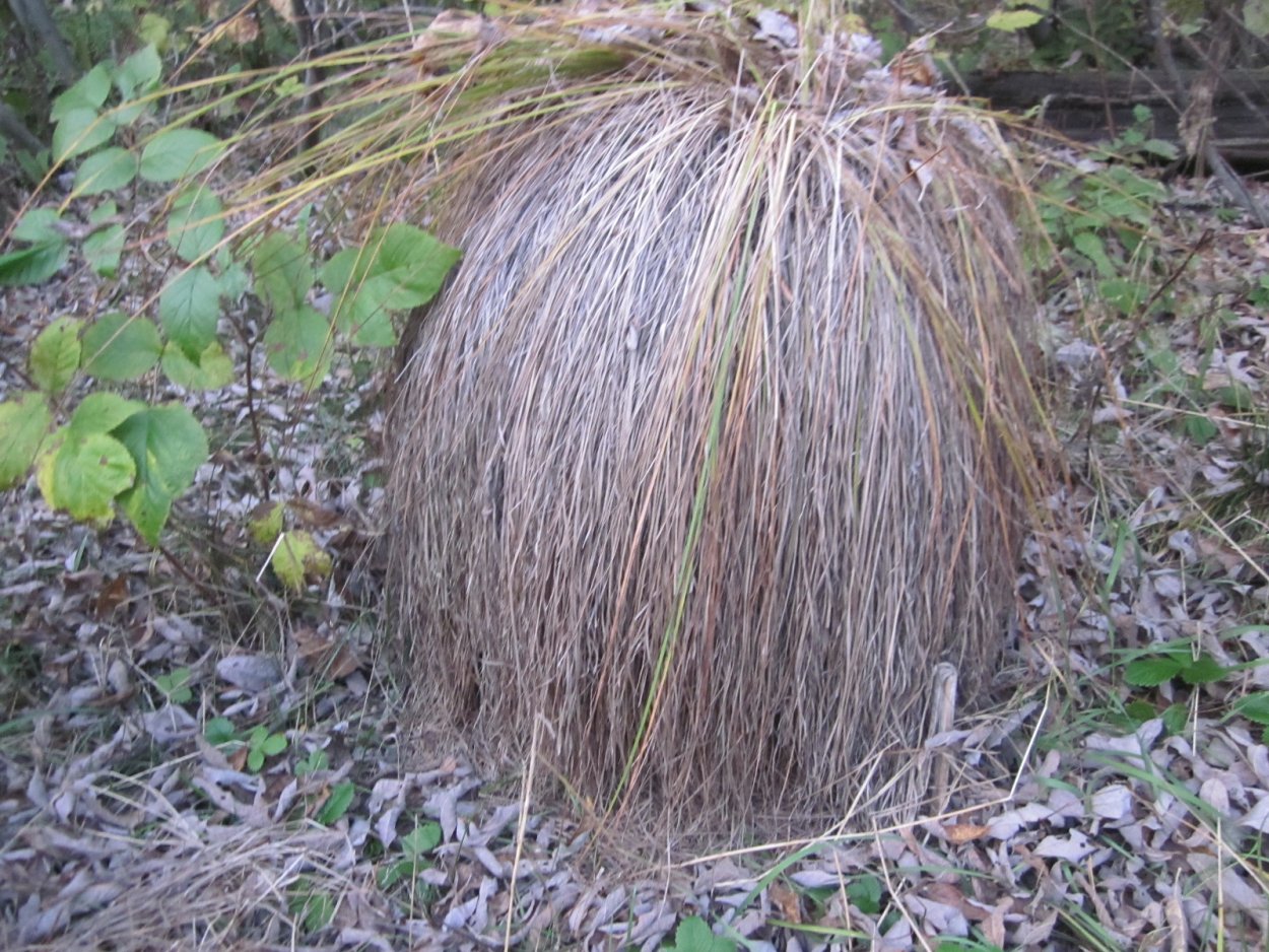 Кочки на полях