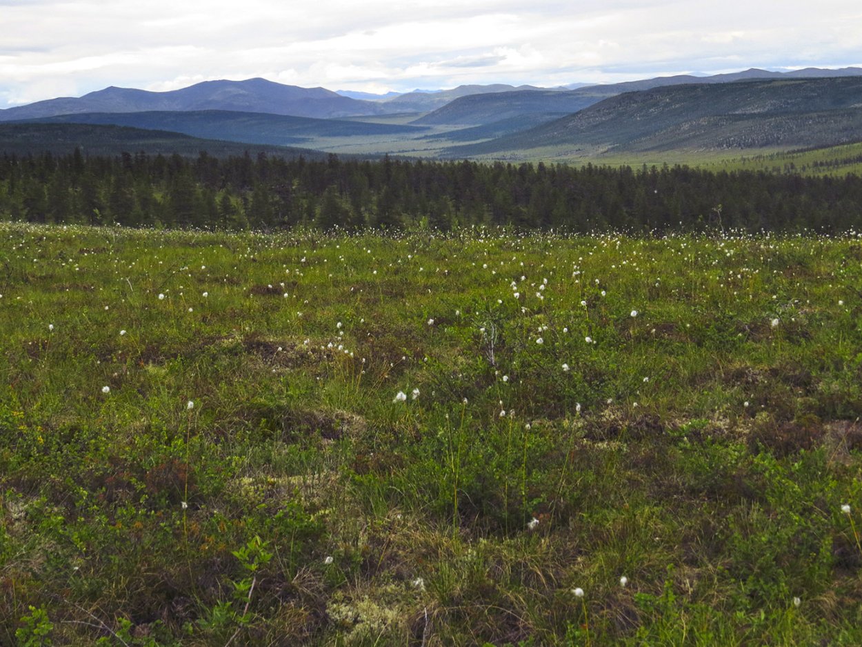 Сфагновые мхи болото