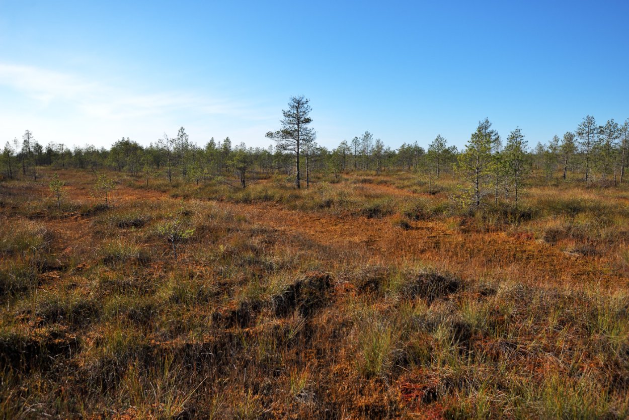 Болотные травяные Кочки