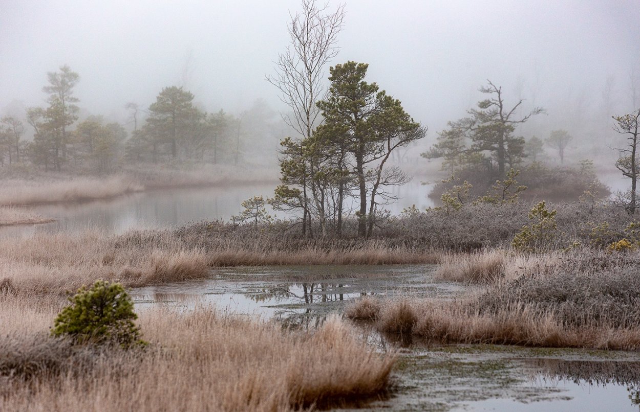 Плоскобугристое болото