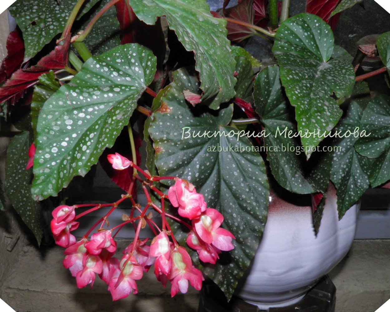 Бегония Медвежье ухо