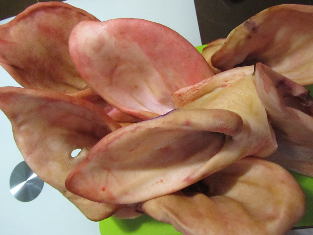 Гриб Аурикулярия уховидная