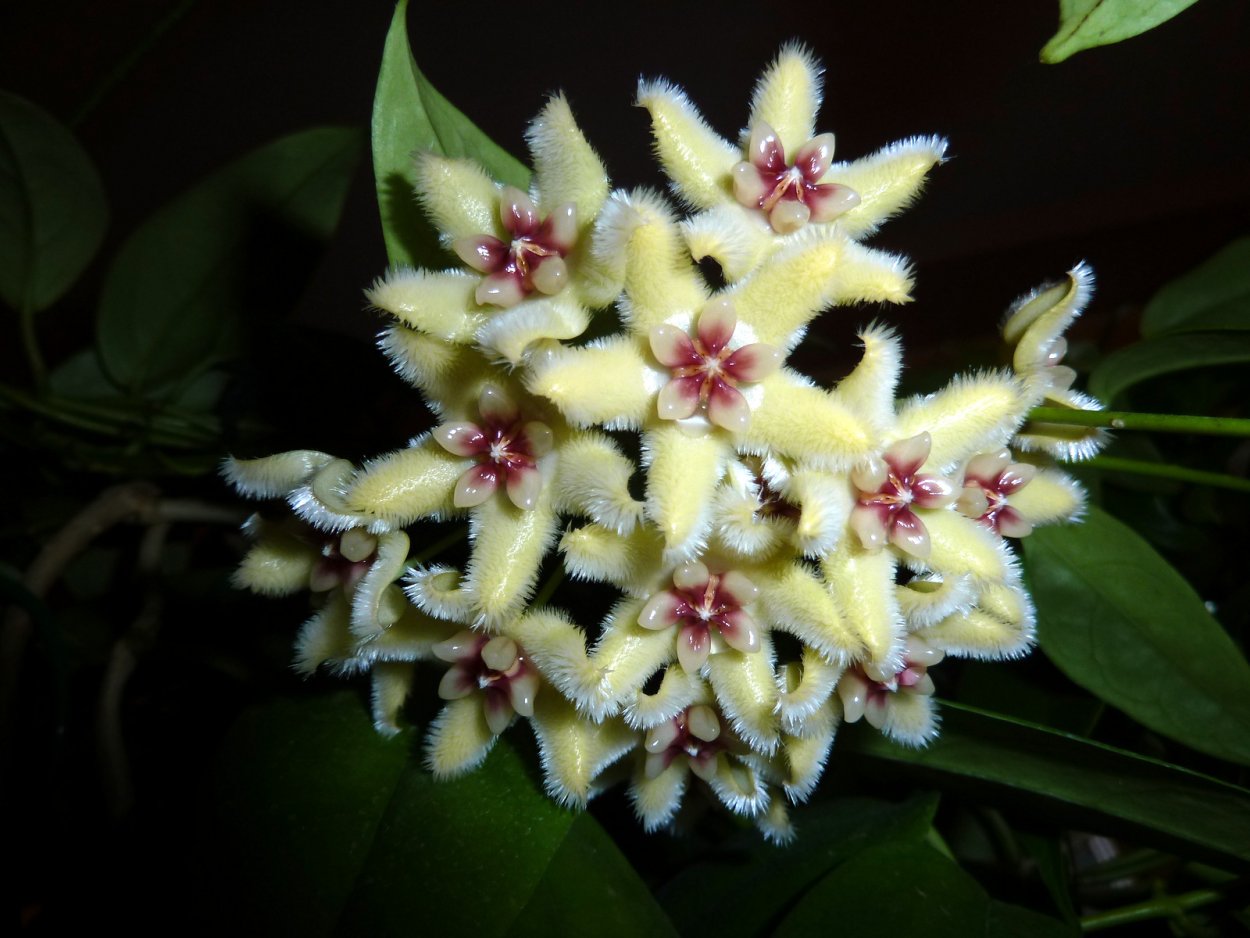 Вяленые свиные уши