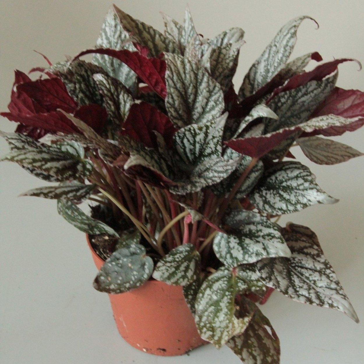 Крассула Дороти (Crassula Dorothy)