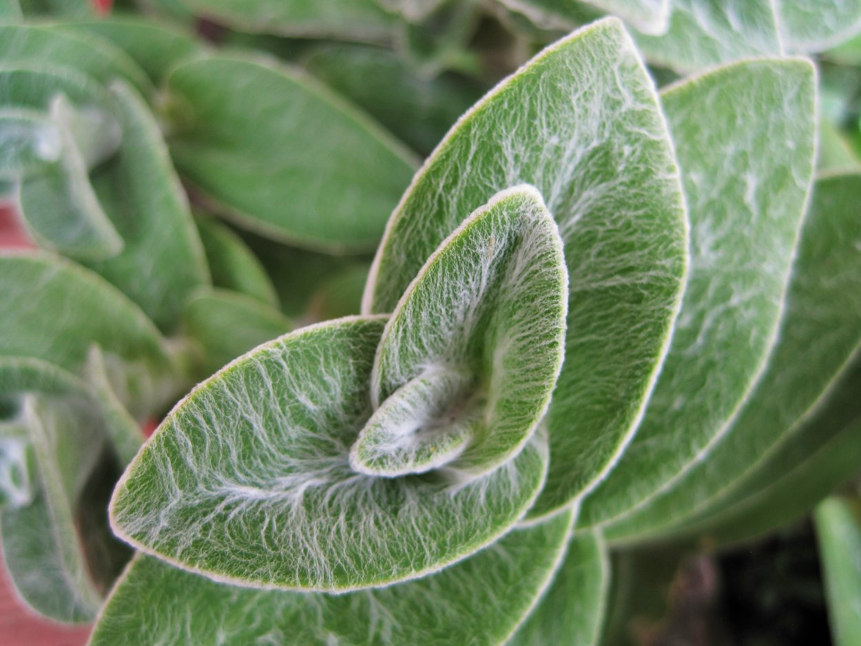 Бегония поросячьи ушки