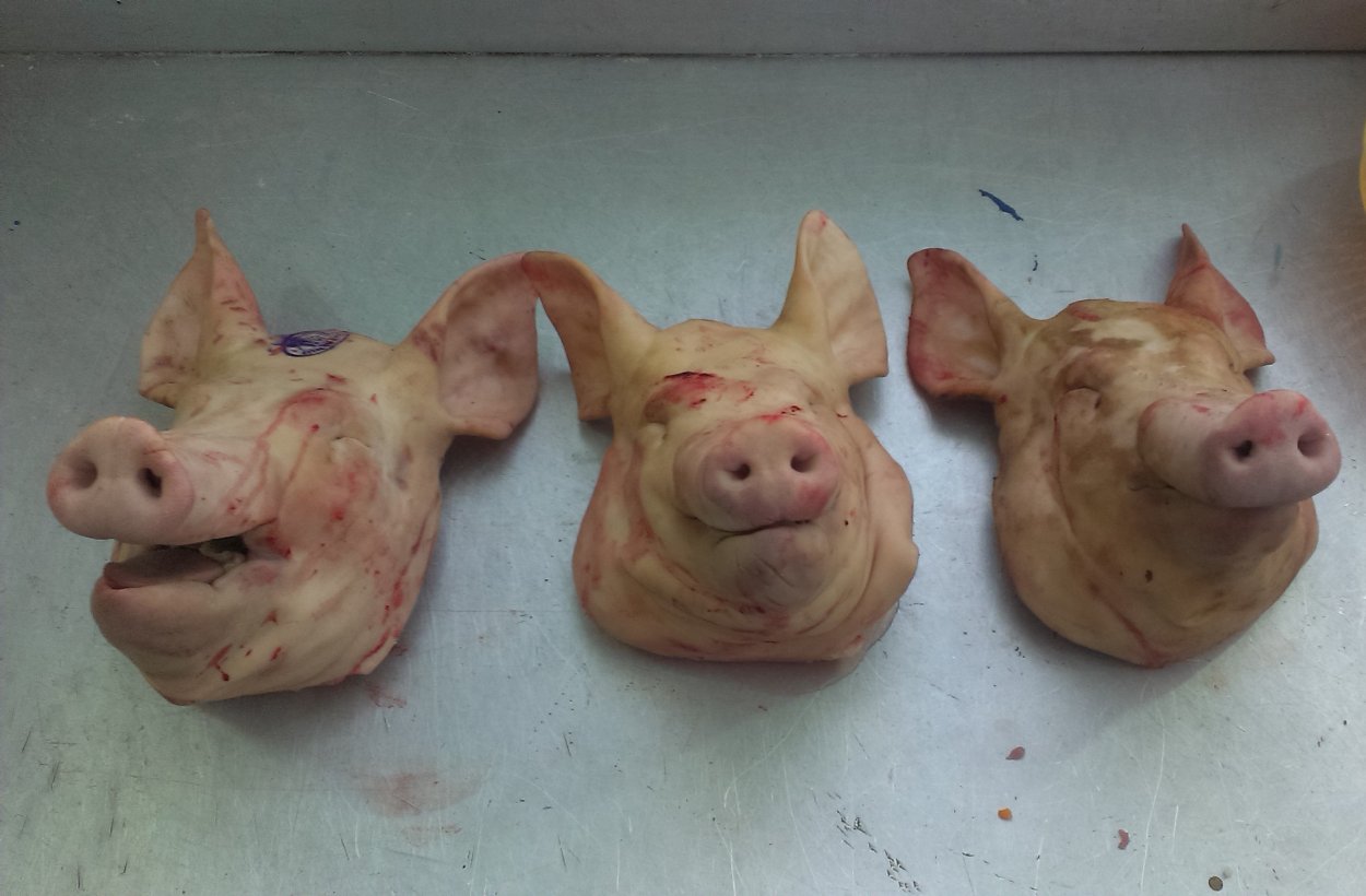 Вьющиеся цветы комнатные Стефанотис