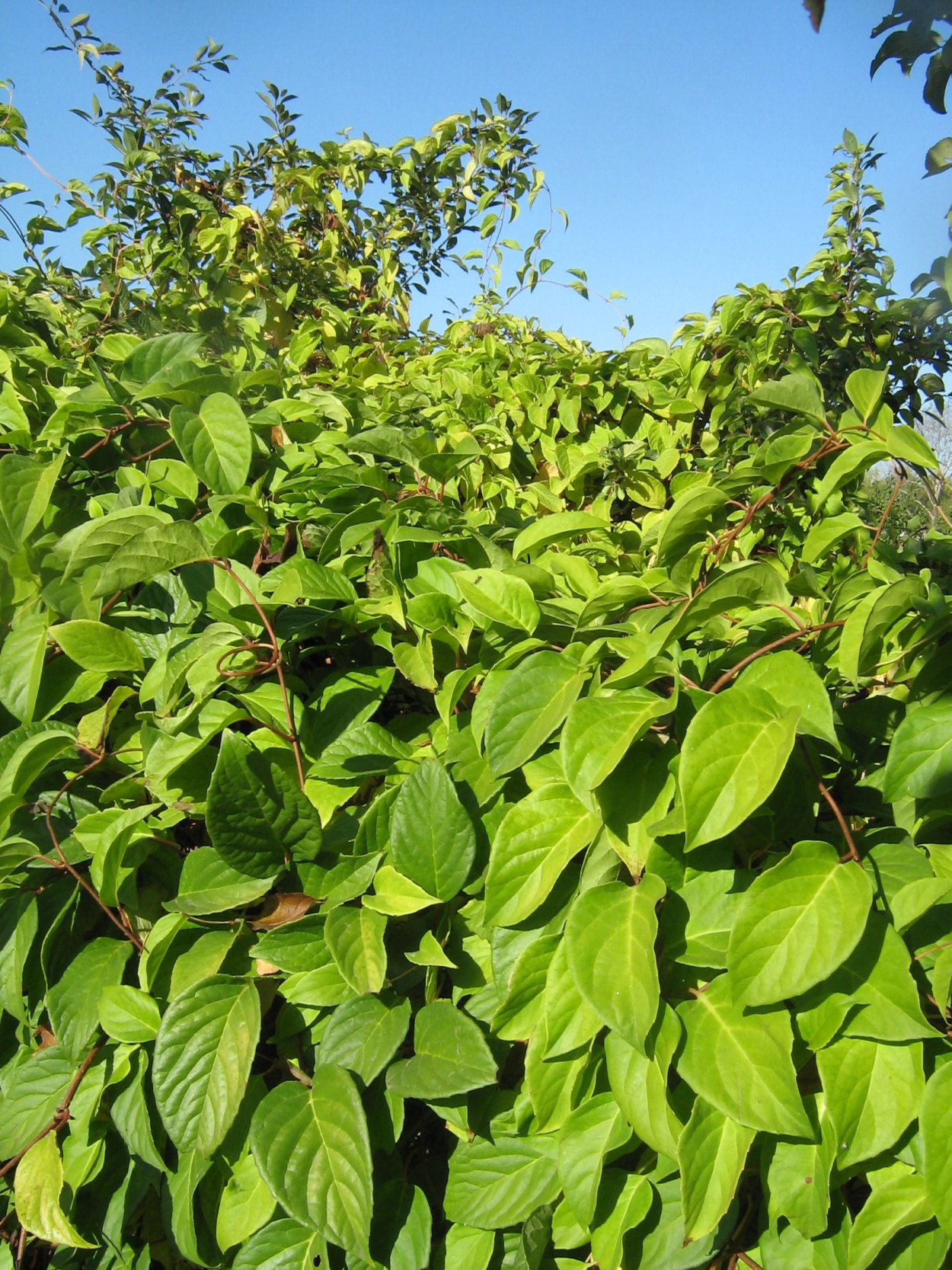 Лимонник айва