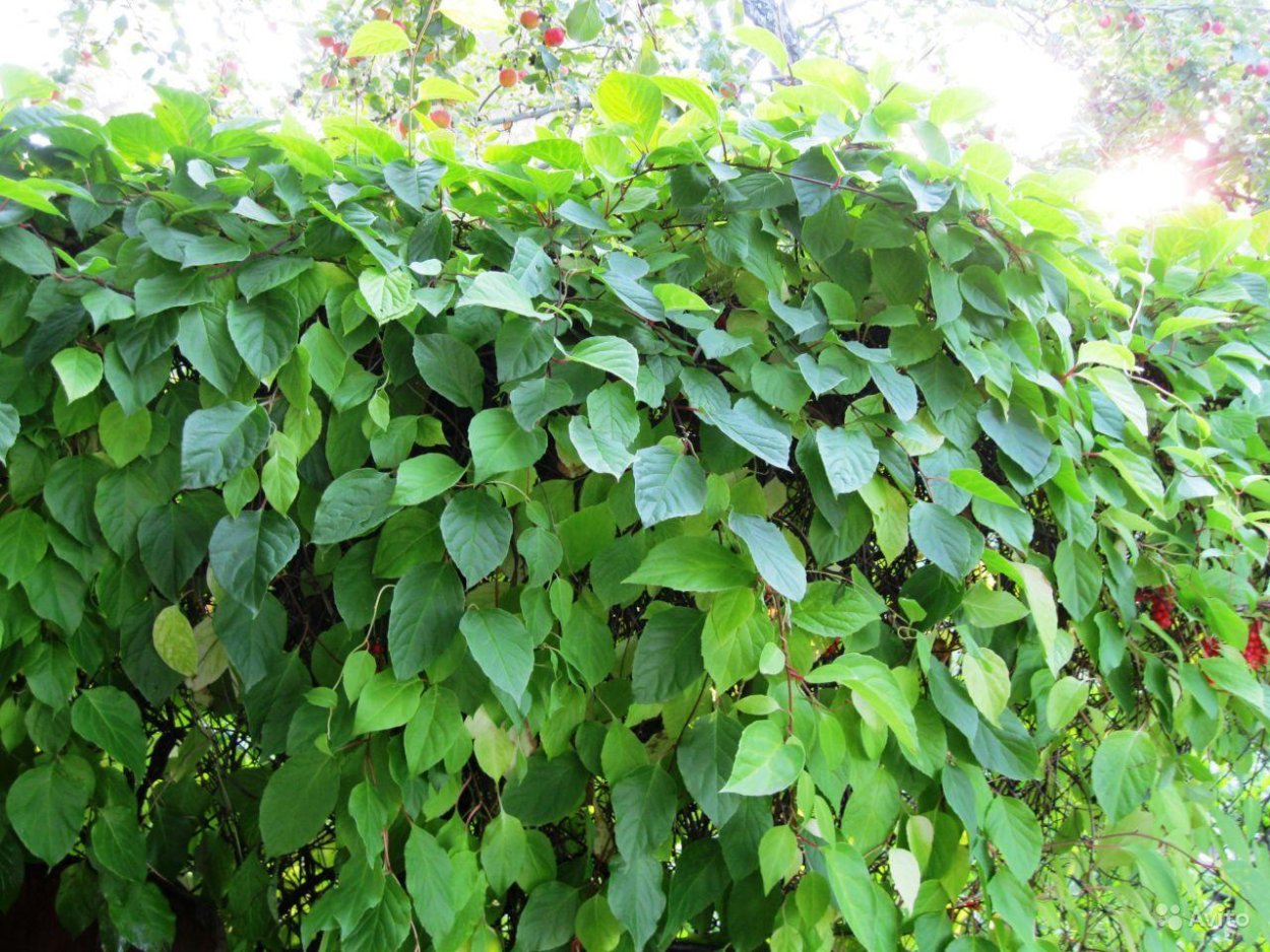 Кустарник лимонник айва