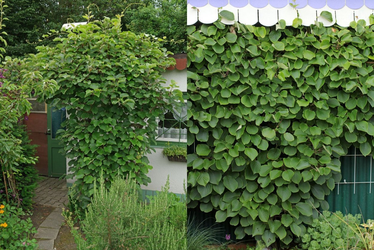 Девичий виноград пятилисточковый