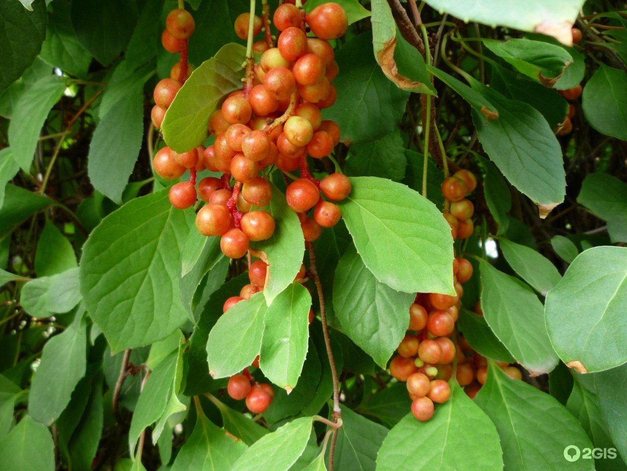 Лоза лимонника Дальневосточного