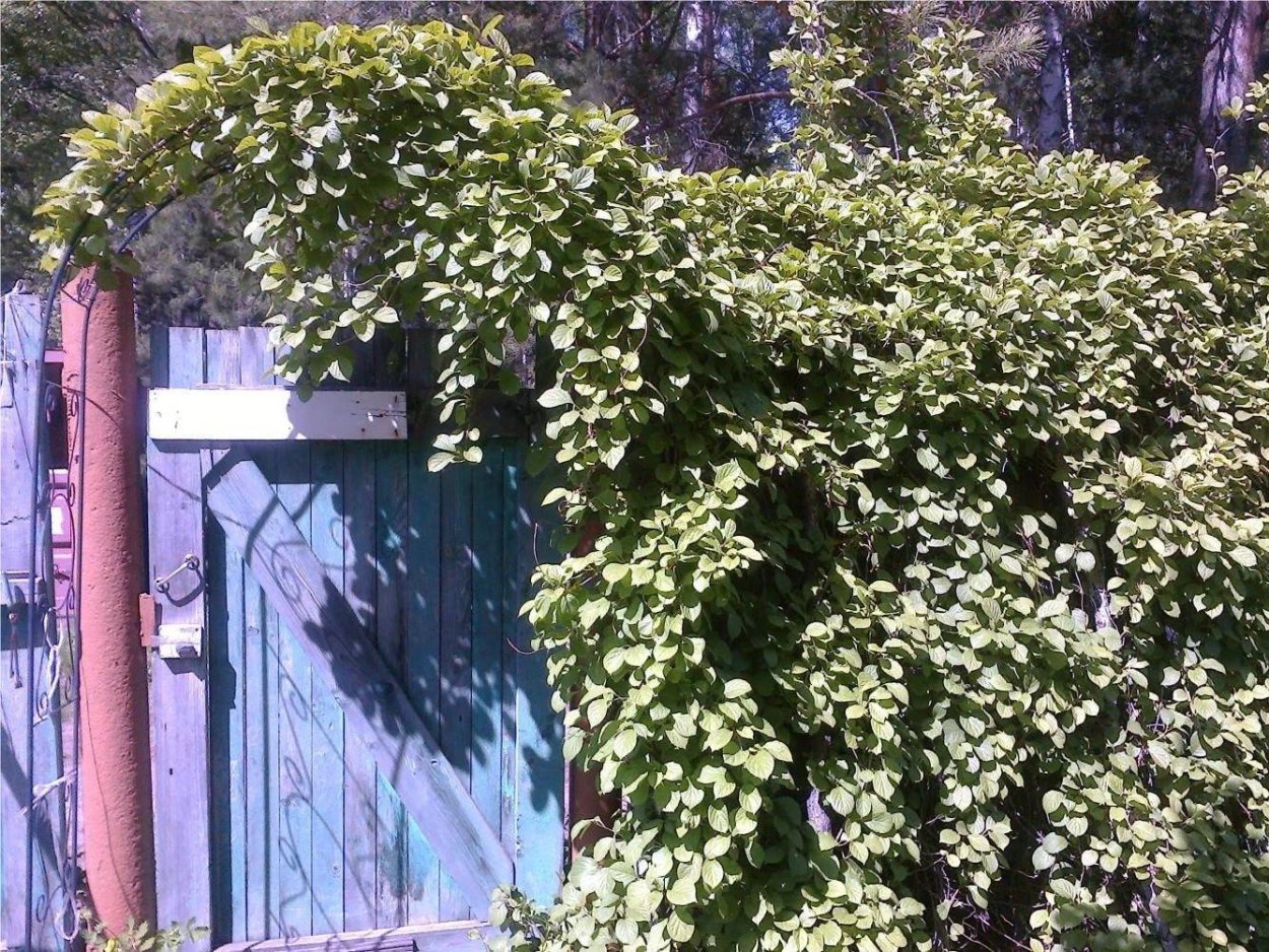 Лимонник китайский Лиана