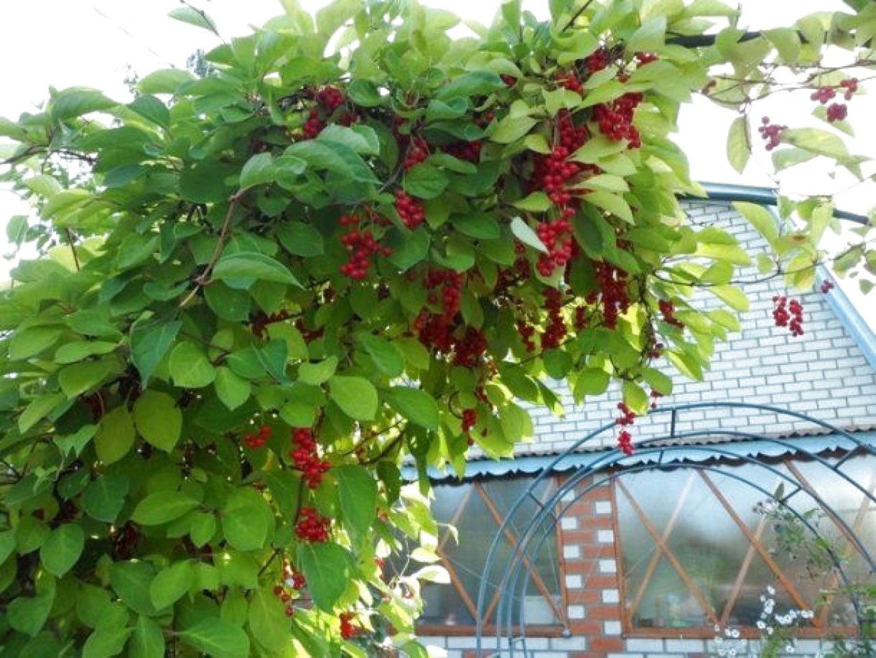 Хеномелес Саргенти