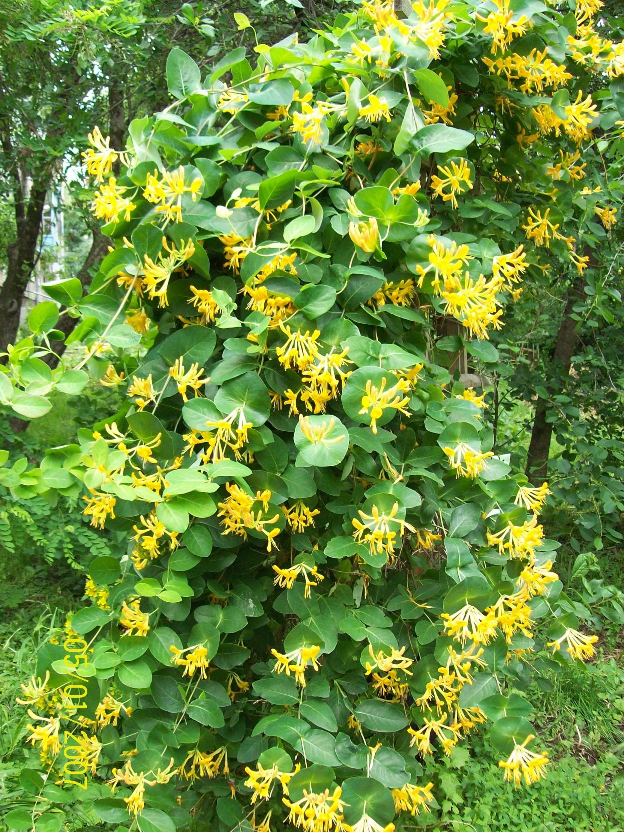 Лимонник кустарник желтый