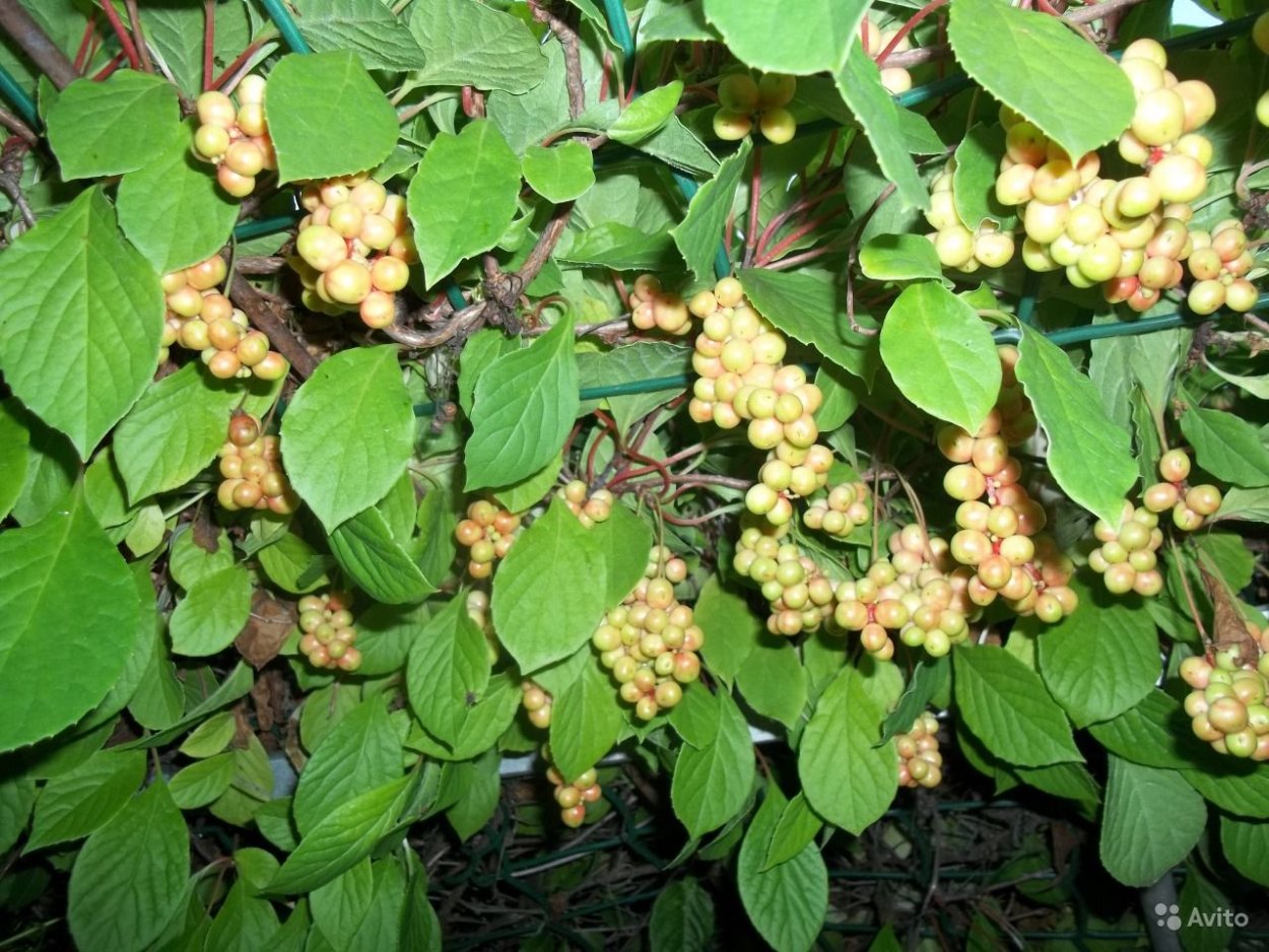 Саженцы лимонник китайский